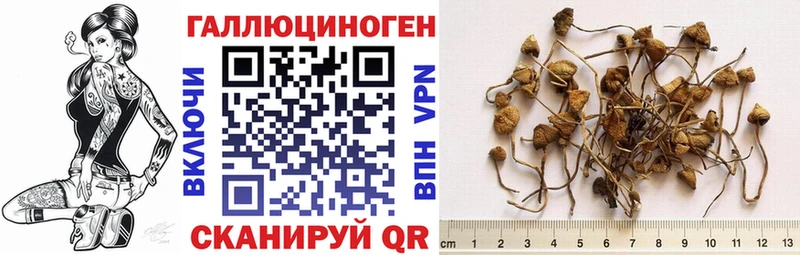 мориарти клад  Боровск  Галлюциногенные грибы прущие грибы  закладки 